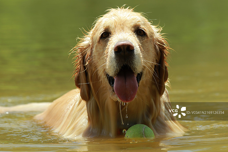 巴西湖中游泳的小狗特写图片素材