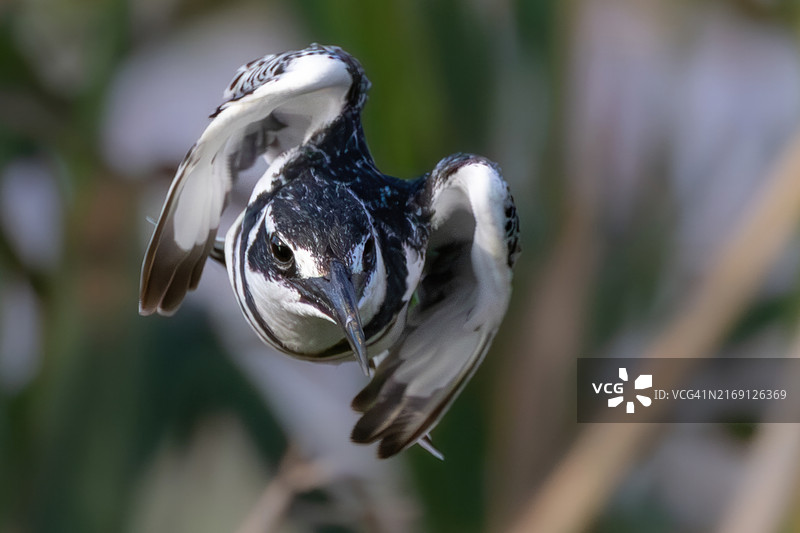 鸟儿栖息在植物上的特写图片素材