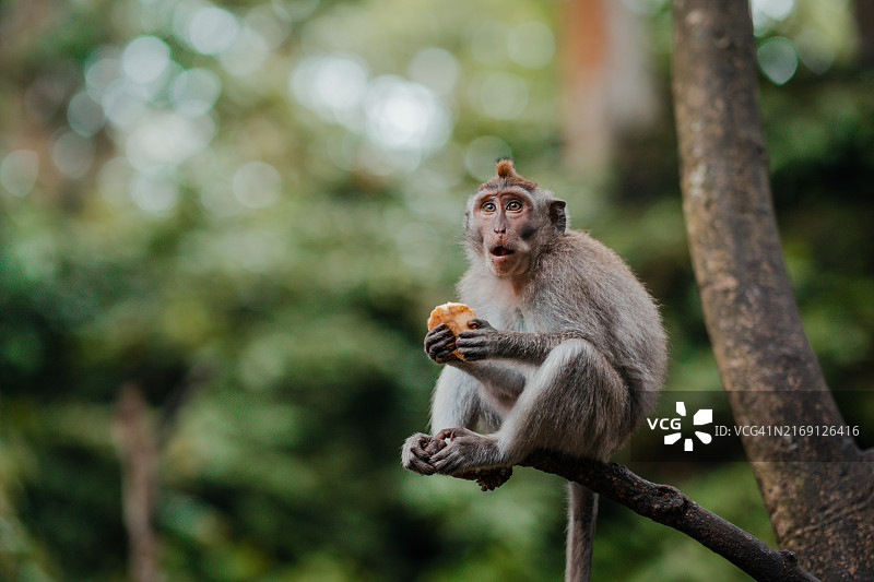 仰视坐在树上的猴子图片素材