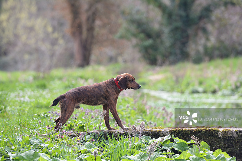 狗站在田野上的侧面照，塞拉诺，翁布里亚，意大利图片素材