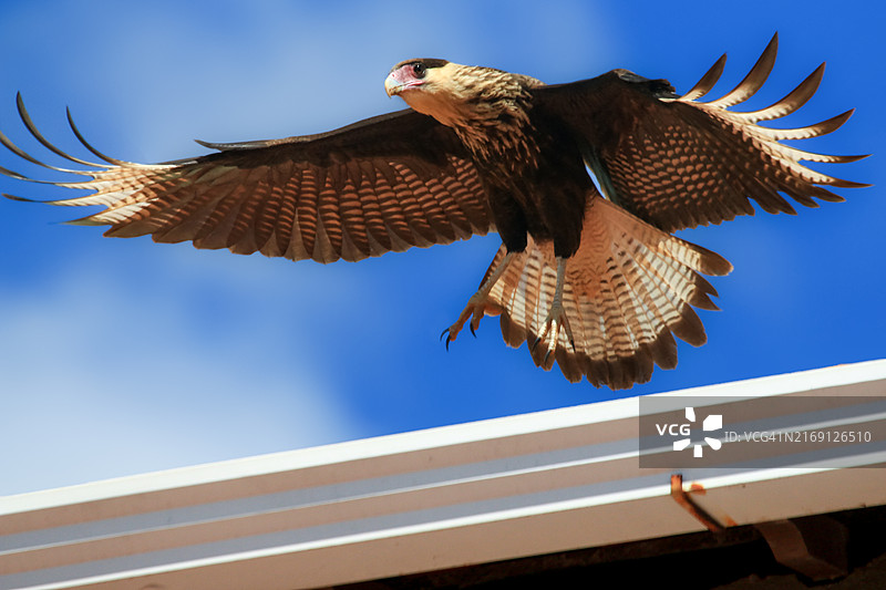 晴朗蓝天下飞鸟的低角度视图图片素材