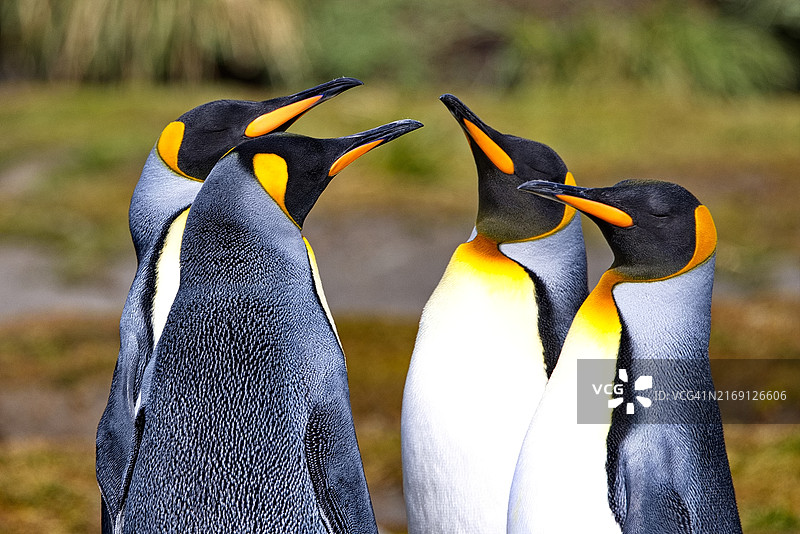 企鹅特写图片素材