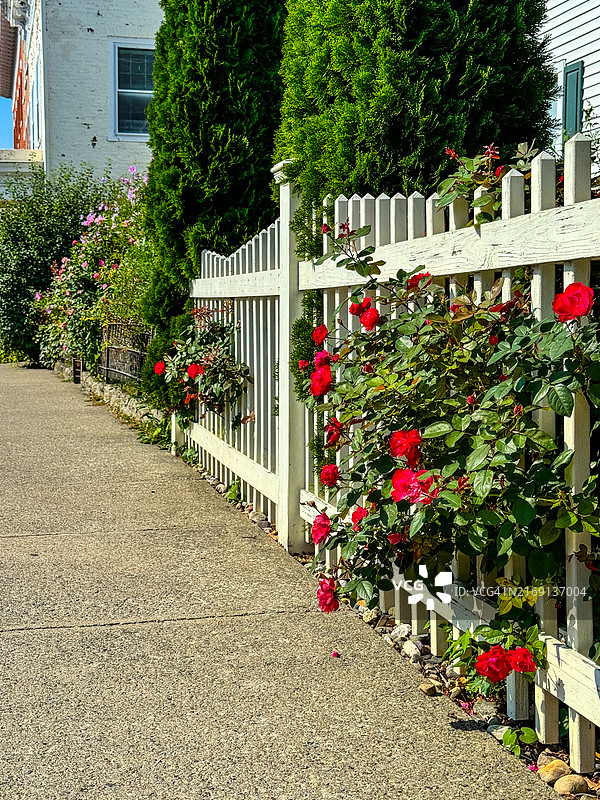 哈德逊白色栅栏后探出的红玫瑰图片素材