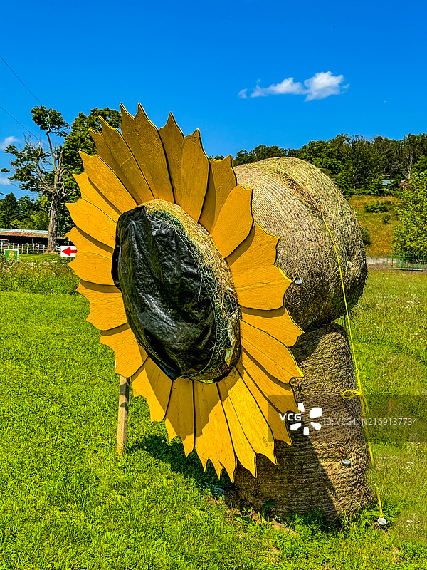 向日葵的巨型木制和干草剪影，希尔斯代尔图片素材