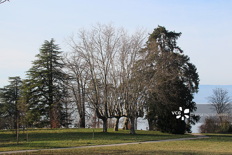 田野上的树木映衬着晴朗的天空图片素材