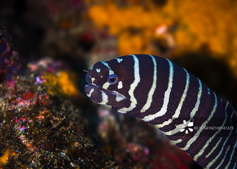 鱼在海里游泳的特写图片素材