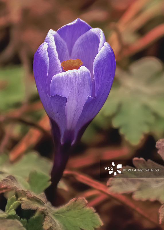 美国华盛顿州斯波坎的紫色番红花特写图片素材