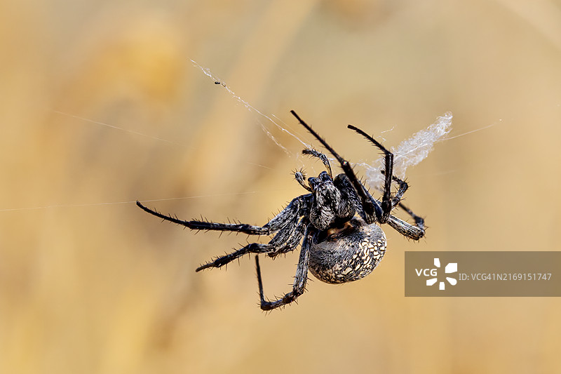 忙碌的蜘蛛图片素材