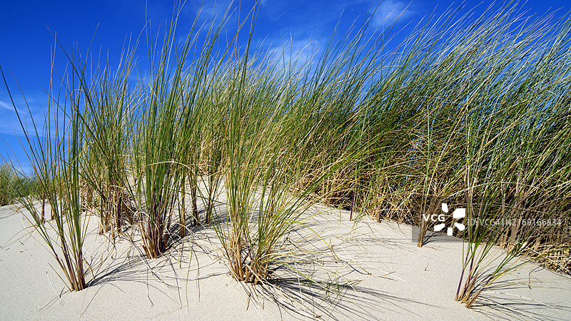 比利时海岸的奥亚特和沙丘图片素材