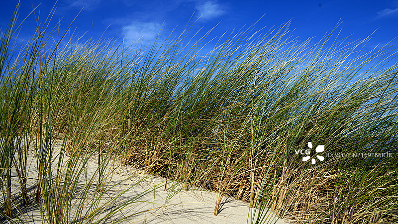 比利时海岸的奥亚特和沙丘图片素材
