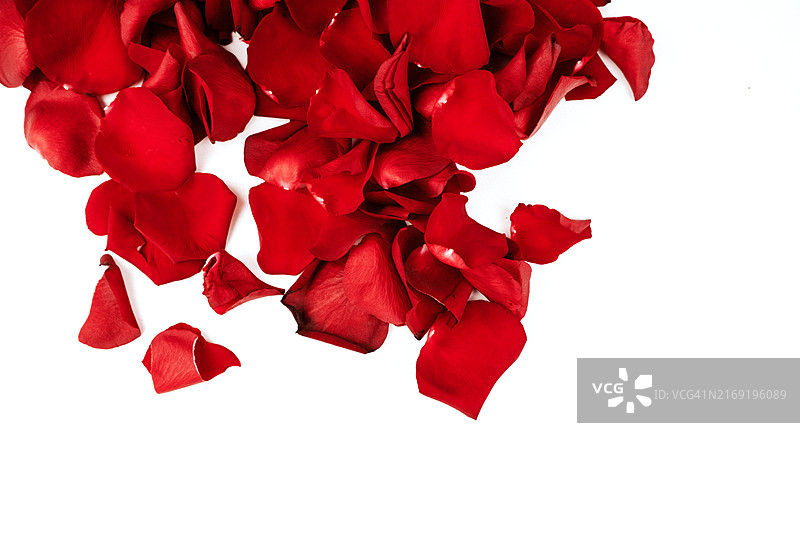 新鲜红色玫瑰花瓣，特写，全画幅图片素材