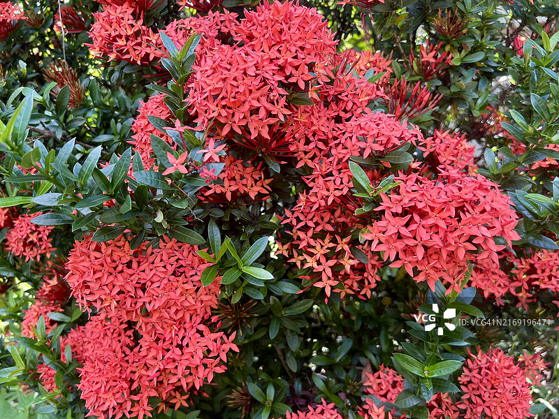 花园里树上美丽的红色龙船花图片素材