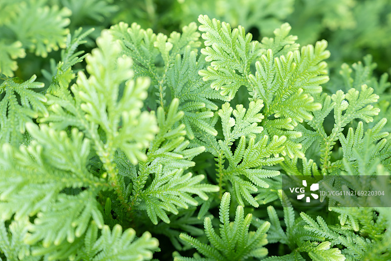 深色调中热带蕨类的天然绿色树叶图片素材