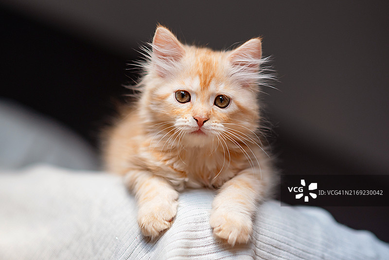 缅因库恩猫的肖像，猫躺在床上休息图片素材