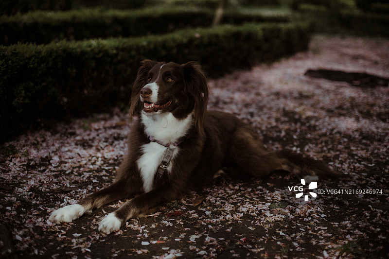 公园里巧克力色的澳大利亚边境牧羊犬和樱花花瓣图片素材