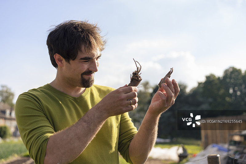 微笑的男人在菜园里拿着损坏的植物根图片素材