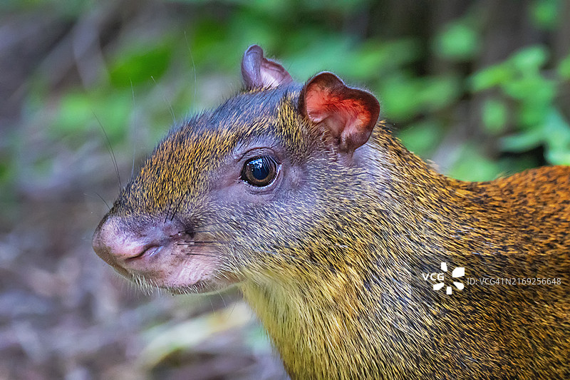 白天的刺豚鼠特写图片素材