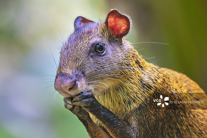 白天的刺豚鼠特写图片素材