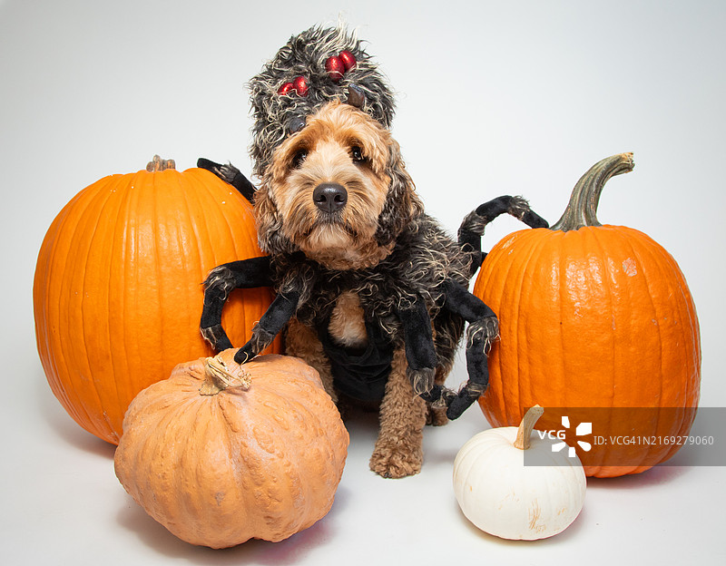 打扮成蜘蛛的 Cockapoo 坐在南瓜中的肖像图片素材