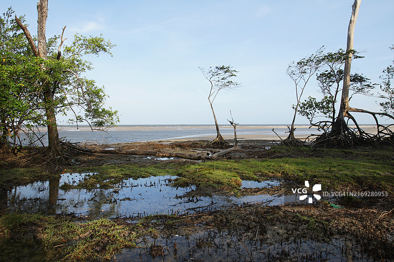 Marajó巴西亚马逊岛图片素材