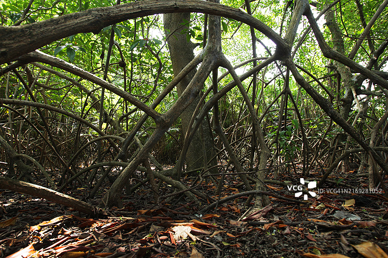 Marajó巴西亚马逊岛图片素材