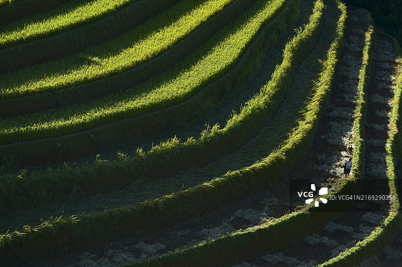 越南木江界梯田上的绿色稻田图片素材