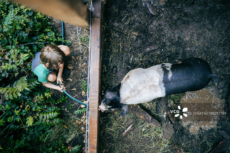 为猪喷水的男孩图片素材
