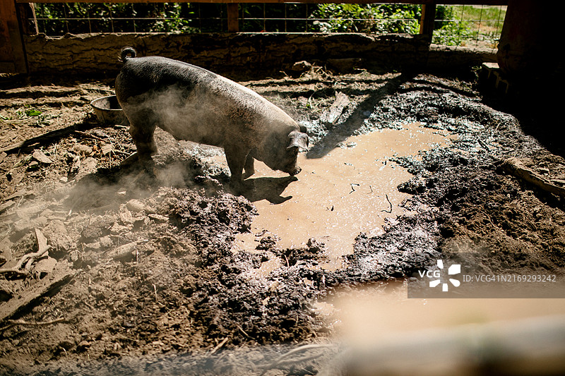 猪圈里的小猪观察泥坑准备打滚图片素材