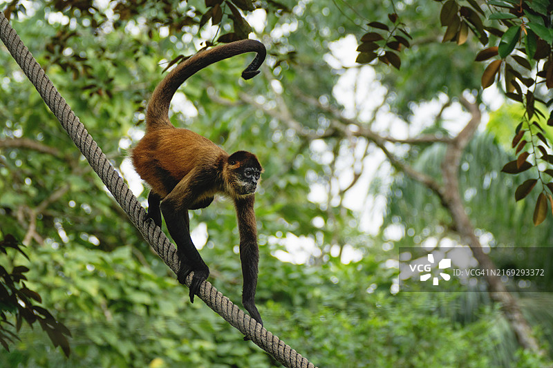 中美洲蜘蛛猴在热带雨林中的绳索上图片素材