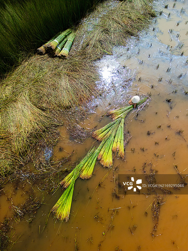 农民收获香蒲草的景色，越南语名称为Co bang，湄公河三角洲的人们收获它来制作手工艺品图片素材