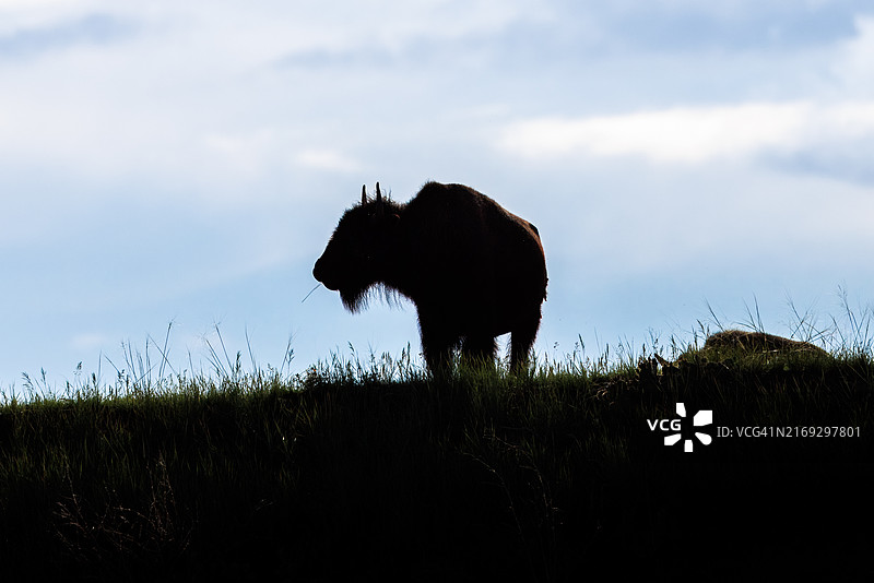 野牛剪影图片素材