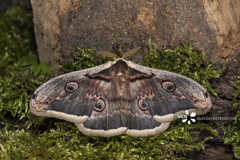 雄性大孔雀蛾图片素材