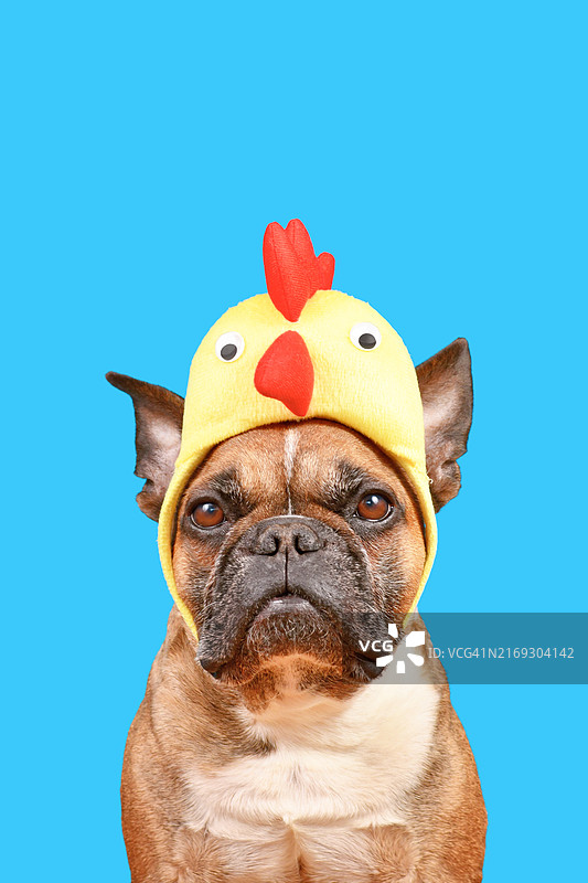 戴复活节小鸡帽子的法国斗牛犬图片素材