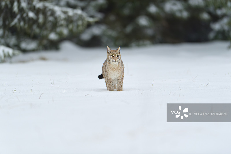 欧亚猞猁站在雪地草甸上，冬季图片素材