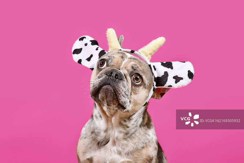 戴着奶牛头带的法国斗牛犬图片素材