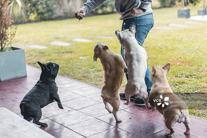 男子在后院与四只法国斗牛犬玩耍，手持旧网球图片素材