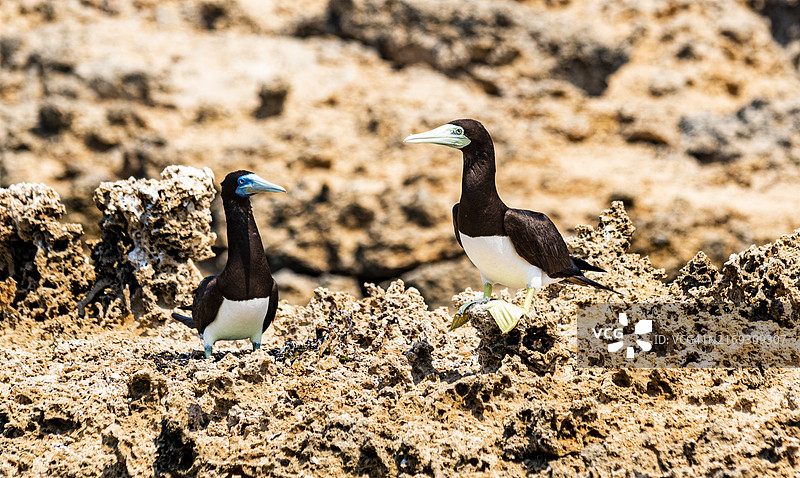 棕色鲣鸟，法拉桑群岛，沙特阿拉伯王国图片素材