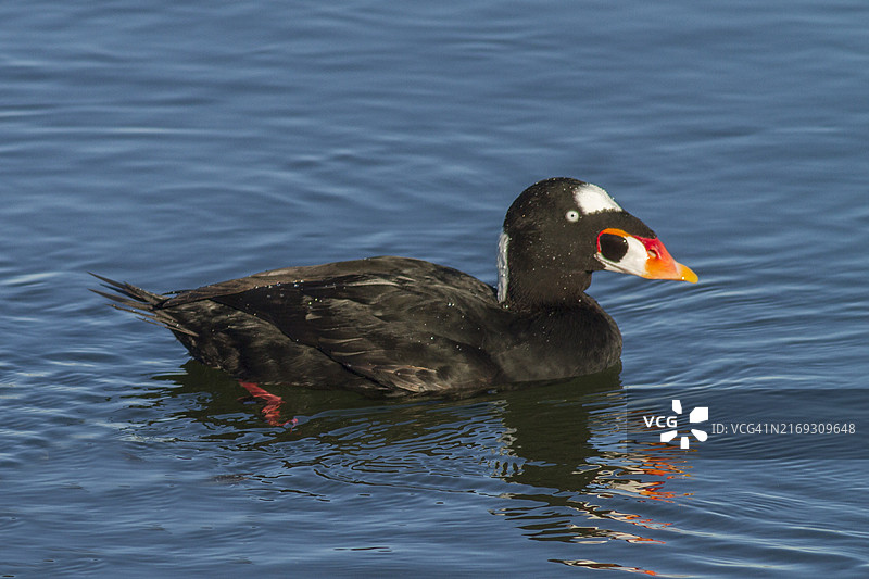 雄性海番鸭游泳图片素材