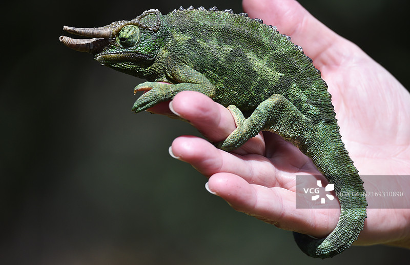 肯尼亚的杰克逊角变色龙图片素材