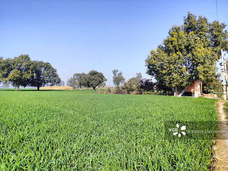晴空映衬下的田野美景图片素材
