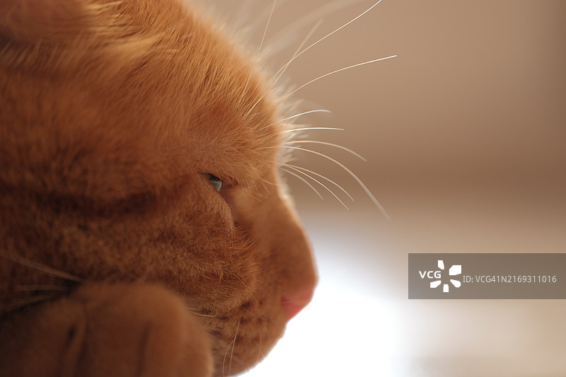 猫特写图片素材