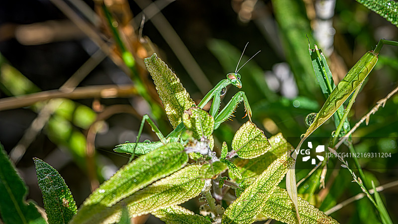植物上的蚱蜢特写，美国加利福尼亚州阿纳海姆图片素材