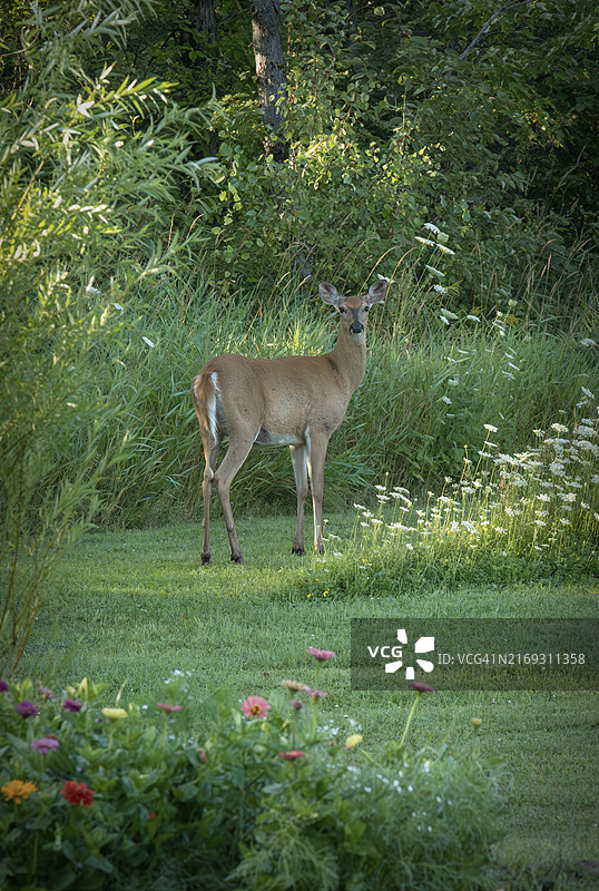 草地上的白色站立者肖像图片素材