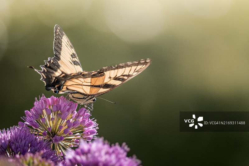 美国印第安纳州南本德紫色花上的蝴蝶特写图片素材