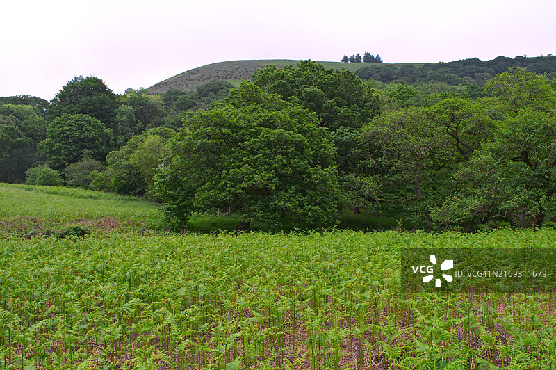 林地与晴朗天空的壮丽景色图片素材
