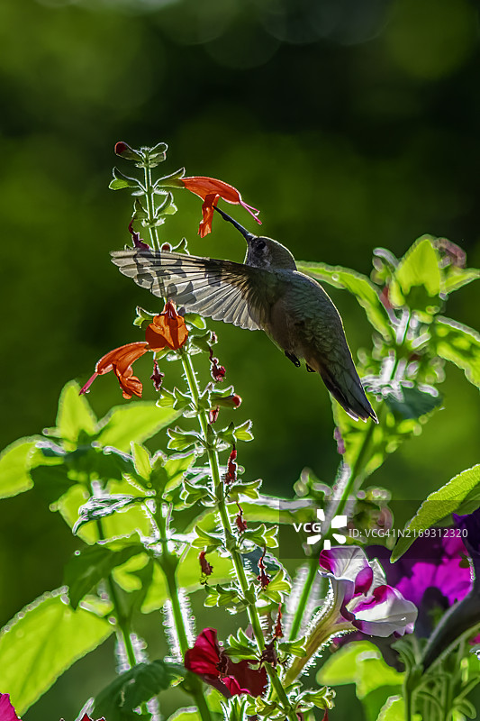 美国华盛顿州普尔曼蜂鸟栖息在植物上特写图片素材