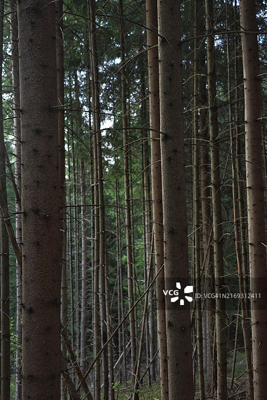 塞尔维亚中部地区的森林树木图片素材