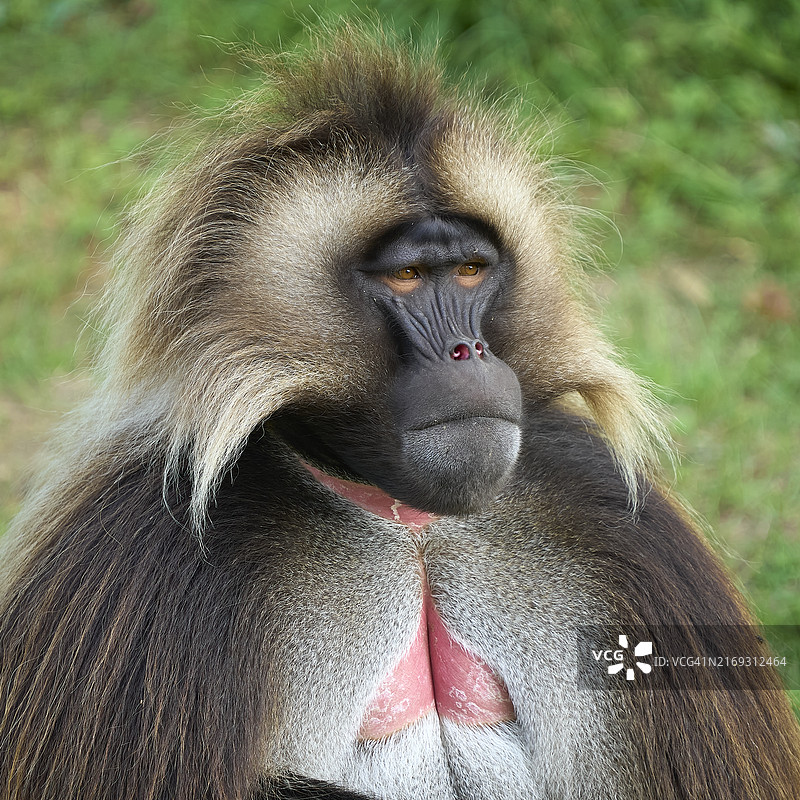 大猩猩特写图片素材
