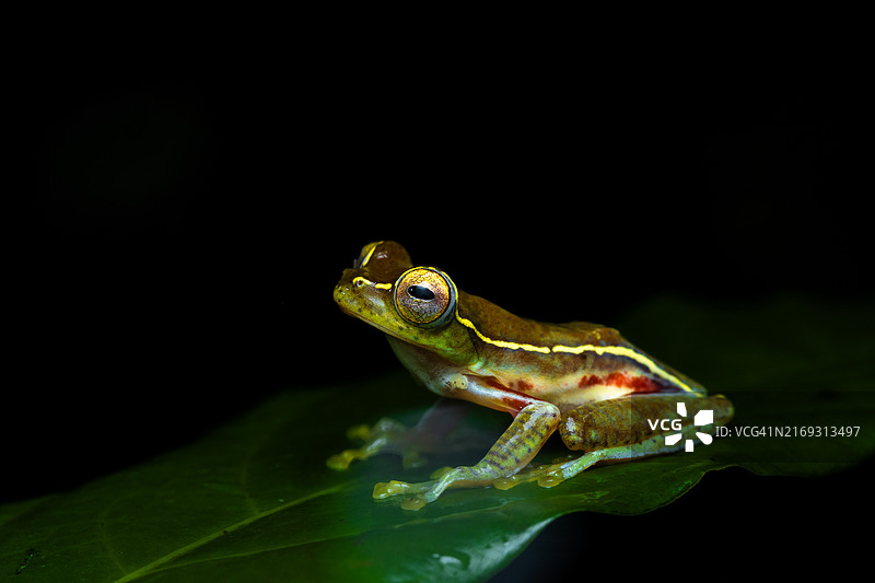 黑色背景下的青蛙特写图片素材
