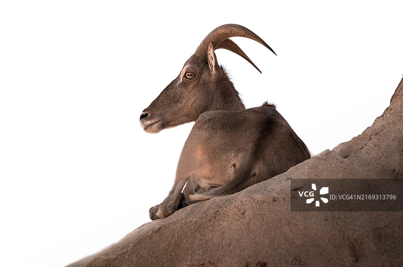 白色背景下的山羊低角度视图图片素材